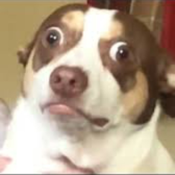chihuahuabean